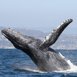 Newport Beach Whale Watching